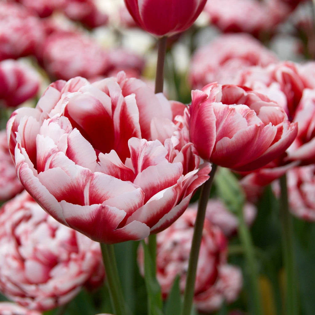 Set of 15 Drumline Tulips – Outdoor Plant