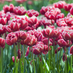 Set of 15 Drumline Tulips – Outdoor Plant