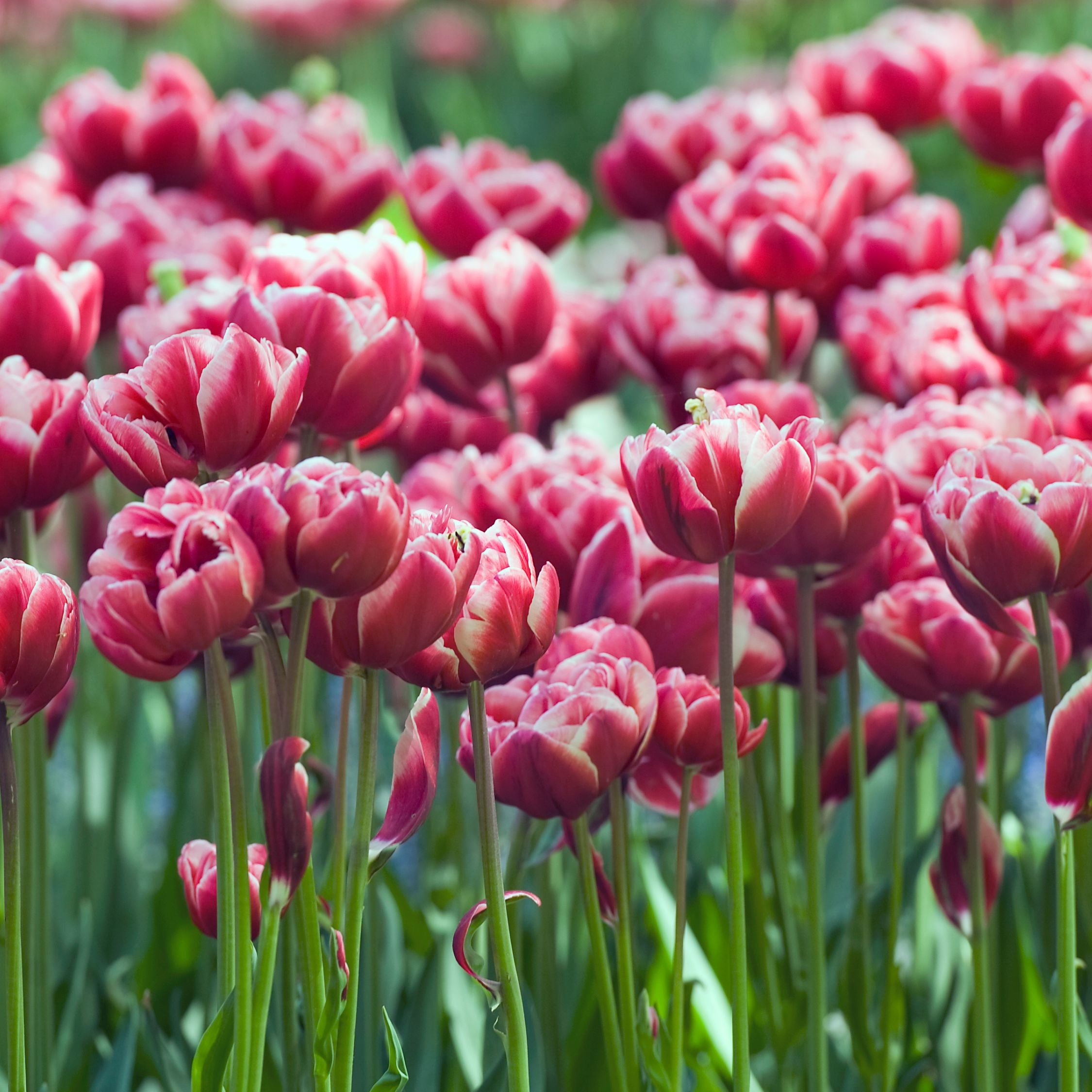 Set of 15 Drumline Tulips – Outdoor Plant