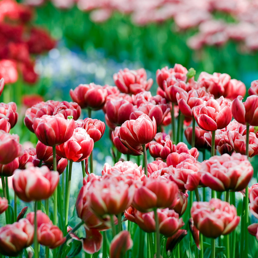 Set of 15 Drumline Tulips – Outdoor Plant