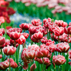 Set of 15 Drumline Tulips – Outdoor Plant