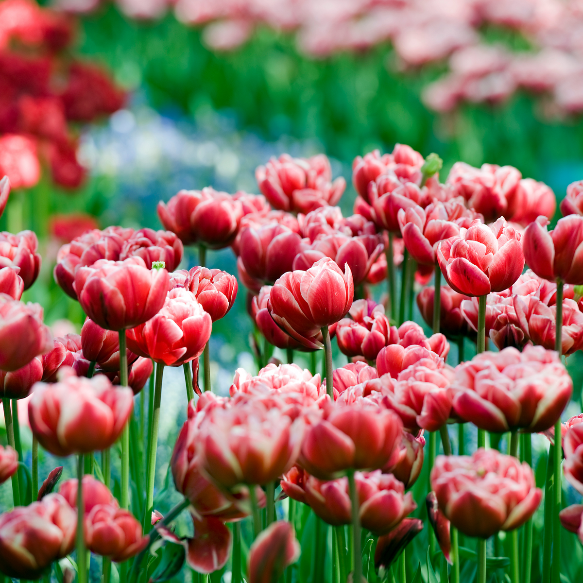 Set of 15 Drumline Tulips – Outdoor Plant