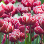 Set of 15 Drumline Tulips – Outdoor Plant