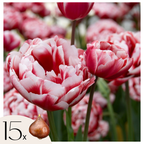 Set of 15 Drumline Tulips – Outdoor Plant