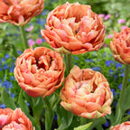 Lot De 15 Tulipes Copper Image – Plante D'Extérieur