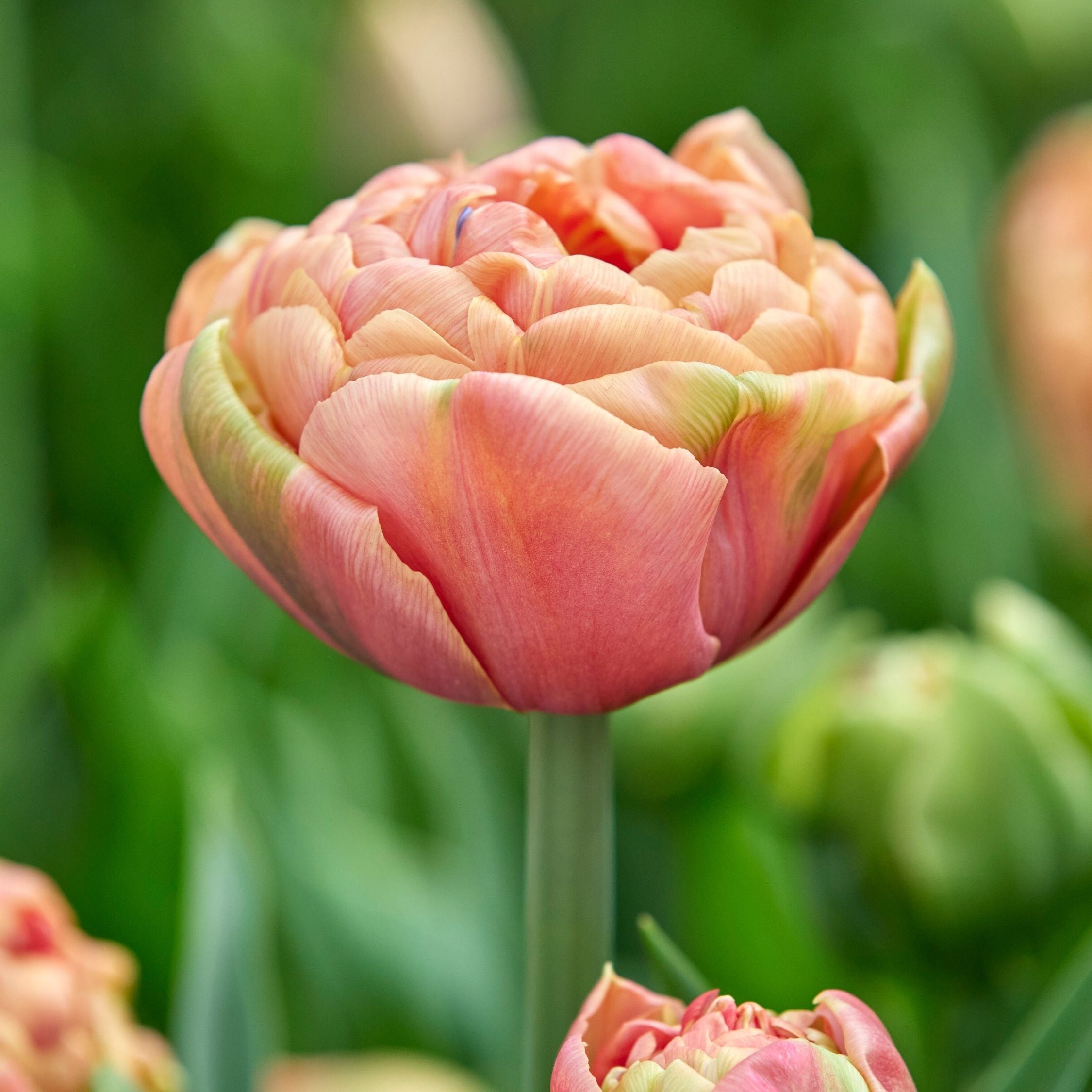 Lot De 15 Tulipes Copper Image – Plante D'Extérieur