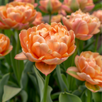 Lot De 15 Tulipes Copper Image – Plante D'Extérieur