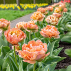 Lot De 15 Tulipes Copper Image – Plante D'Extérieur