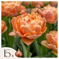 Lot De 15 Tulipes Copper Image – Plante D'Extérieur