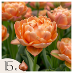 Lot De 15 Tulipes Copper Image – Plante D'Extérieur