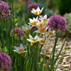 Mélange De 35 Bulbes Jardin Sec – Plante D'Extérieur