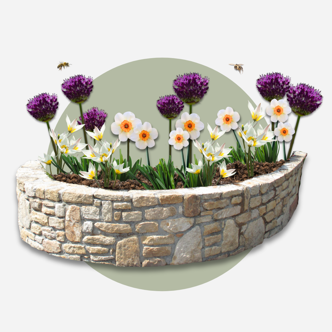 Mélange De 35 Bulbes Jardin Sec – Plante D'Extérieur