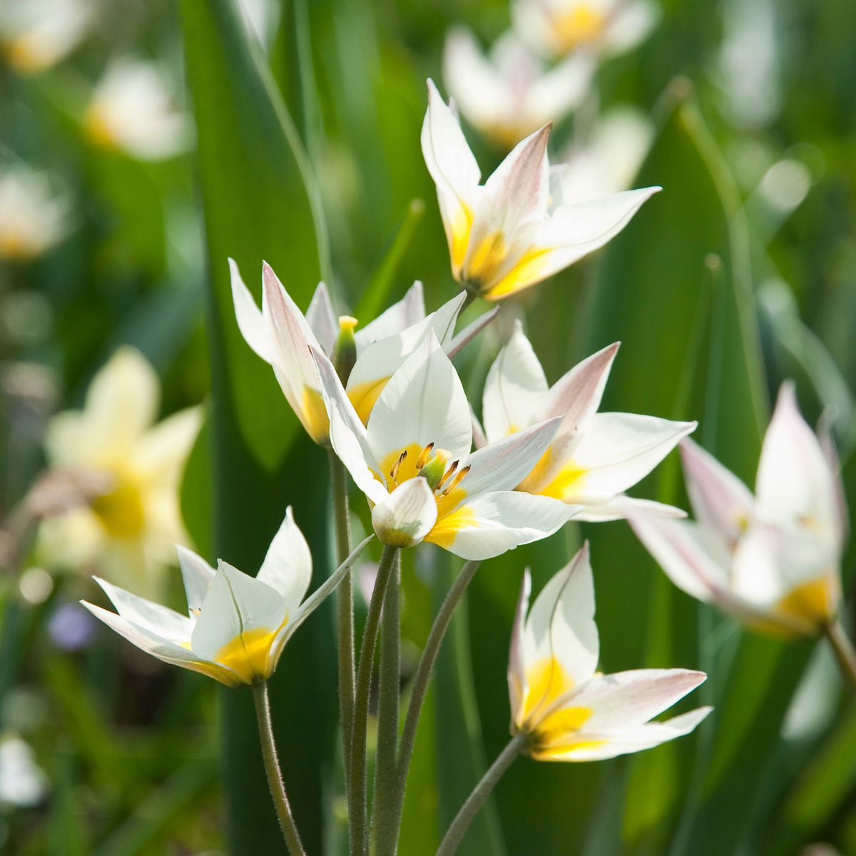 Mélange De 35 Bulbes Jardin Sec – Plante D'Extérieur