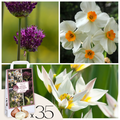 Mélange De 35 Bulbes Jardin Sec – Plante D'Extérieur