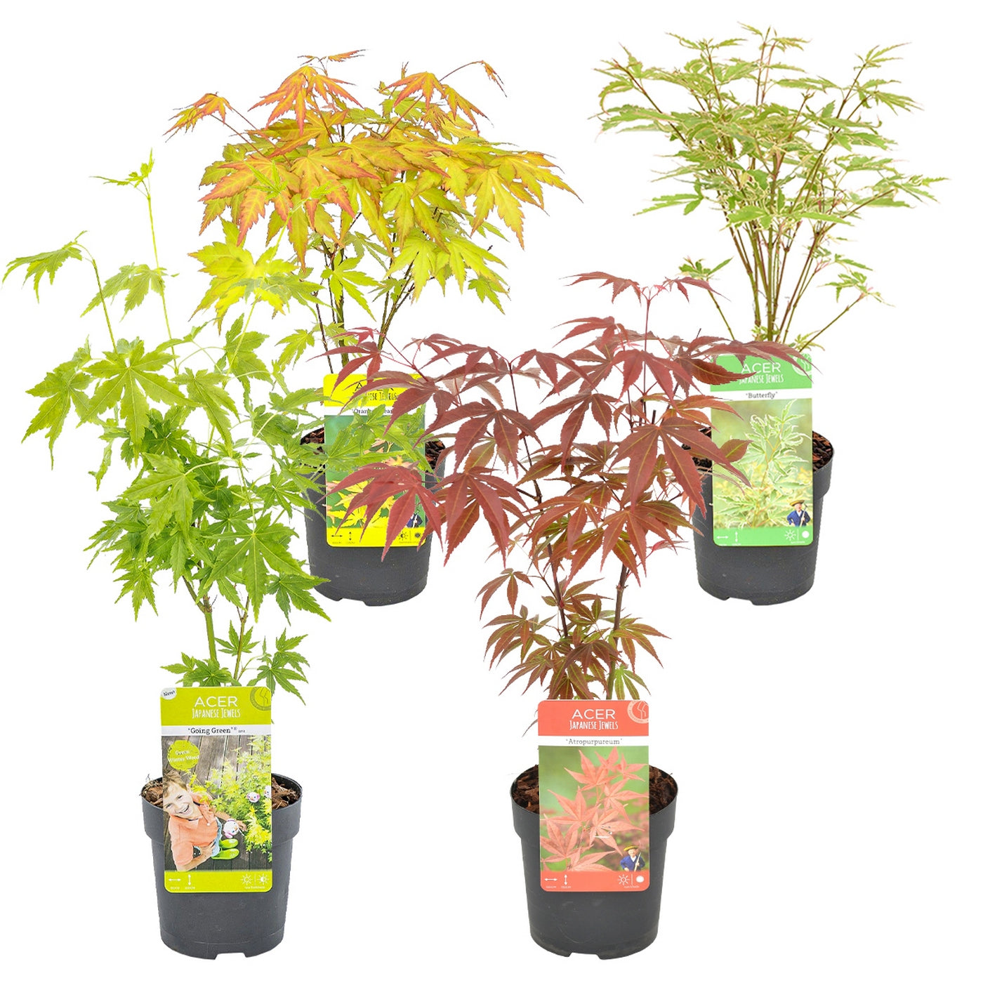 Set of 4 Japanese Maples – Outdoor Plant