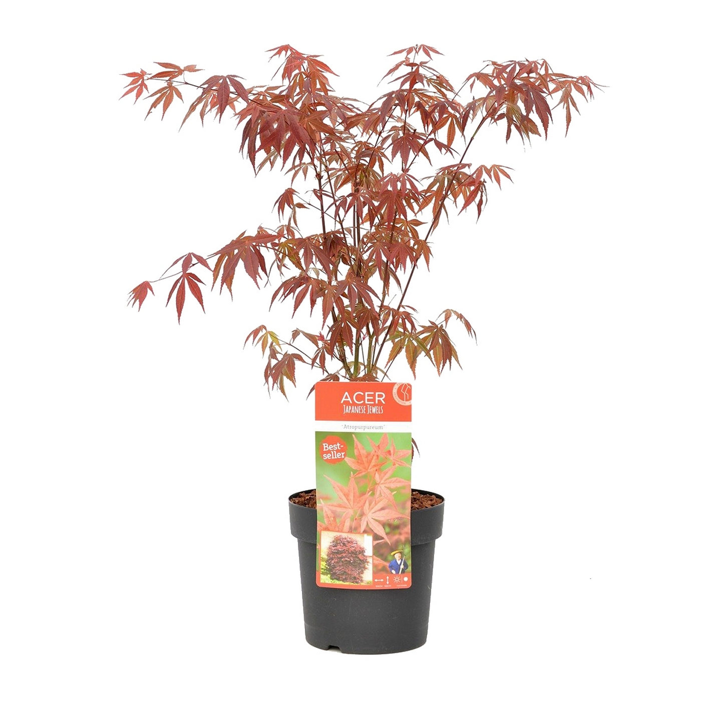 Arce japonés - Acer Atropurpureum – Planta de exterior
