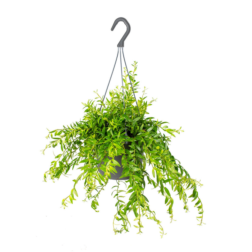 Aeschynanthus Mona Lisa – Indoor Plant