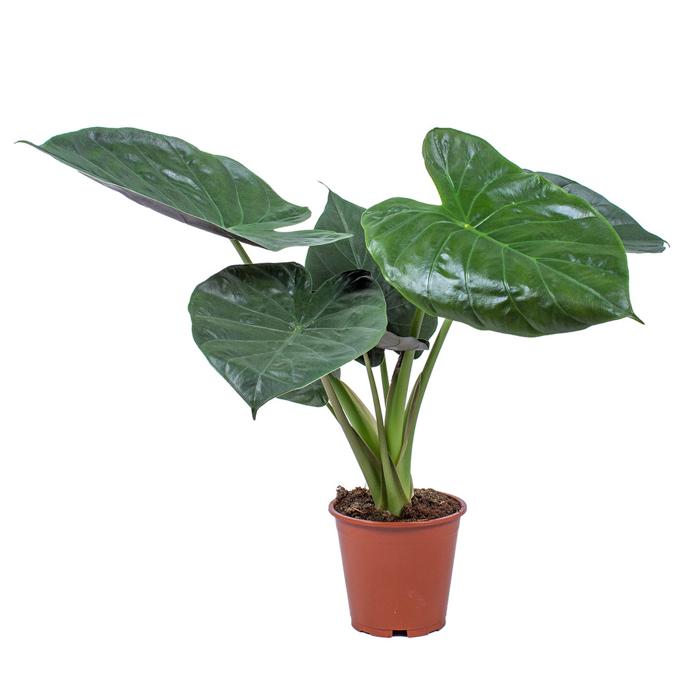 Alocasia Wentii – Planta de interior