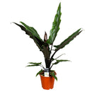 Alocasia Lauterbachiana – Plante d'Intérieur