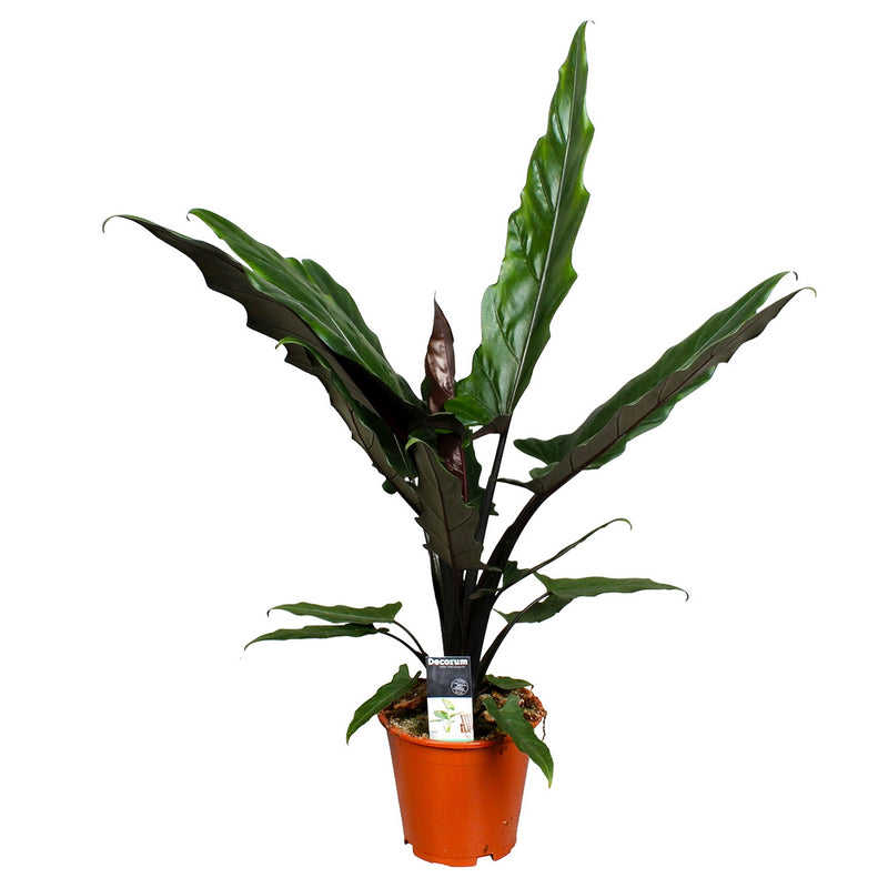 Alocasia Lauterbachiana – Plante d'Intérieur
