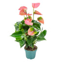 Anthurium Rose – Plante d'Intérieur