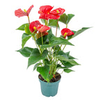 Red Anthurium – Houseplant