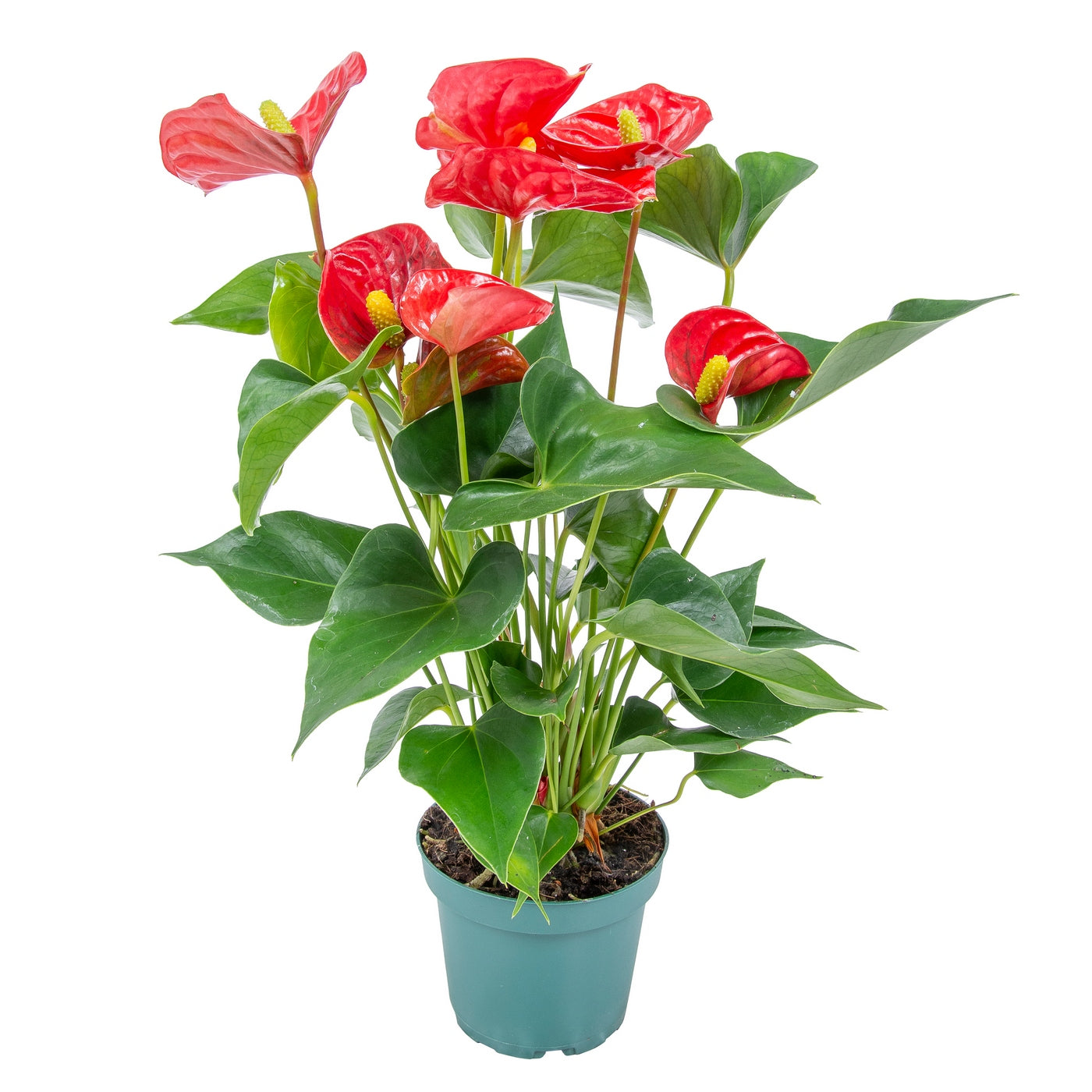 Red Anthurium – Houseplant