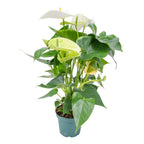 White Anthurium – Indoor Plant