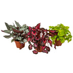 Mezcla de 3 begonias Beleaf – Planta de interior