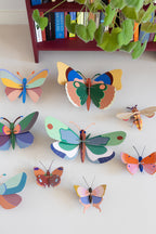 Acacia Butterfly