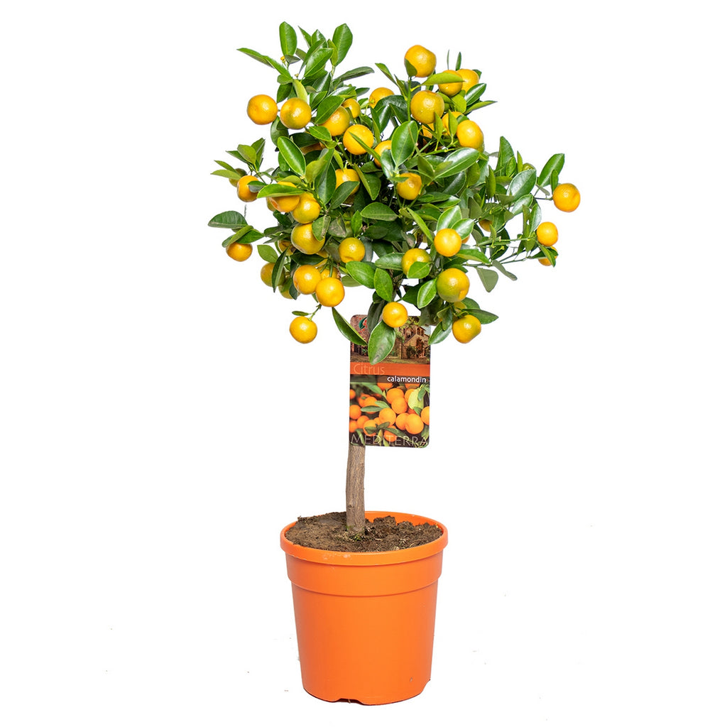 Citrus Calamondin