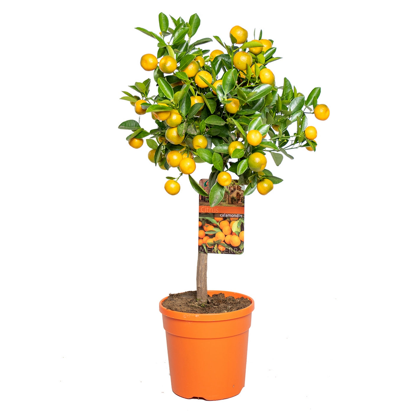 Citrus Calamondin