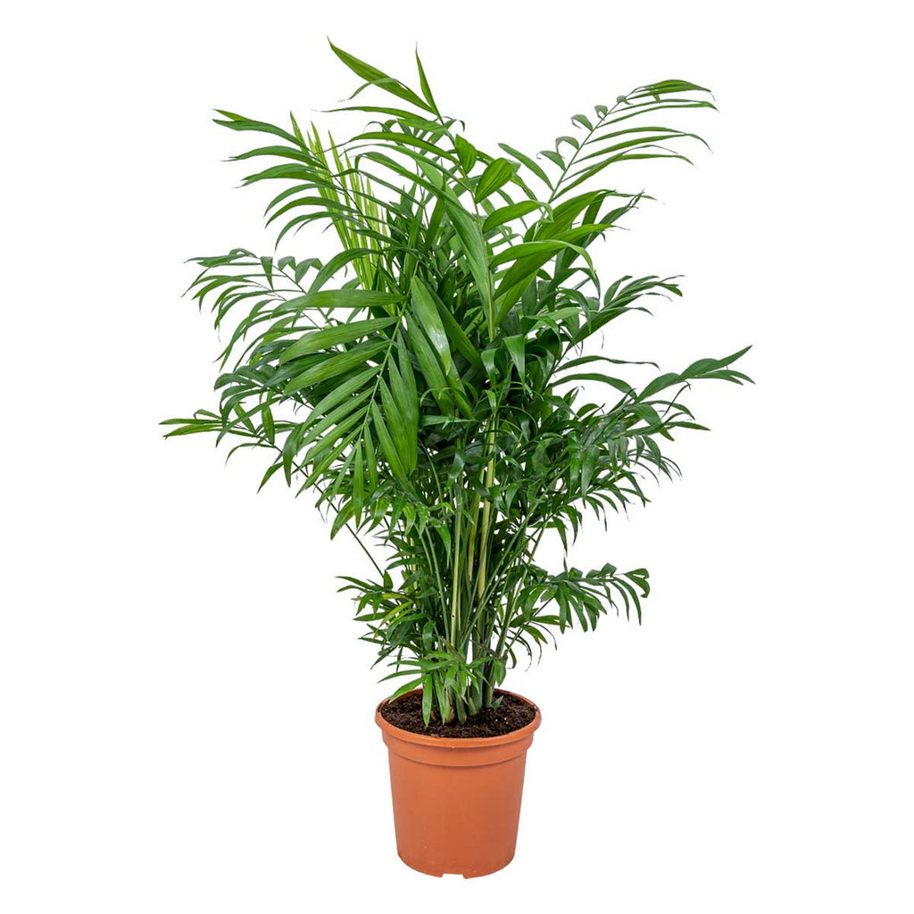 Chamaedorea Elegans – Planta de interior