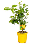 Limonero - Citrus Limon – Planta de exterior