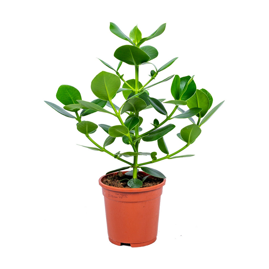 Clusia Rosea Princess – Planta de interior