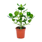 Clusia Rosea Princess – Planta de interior
