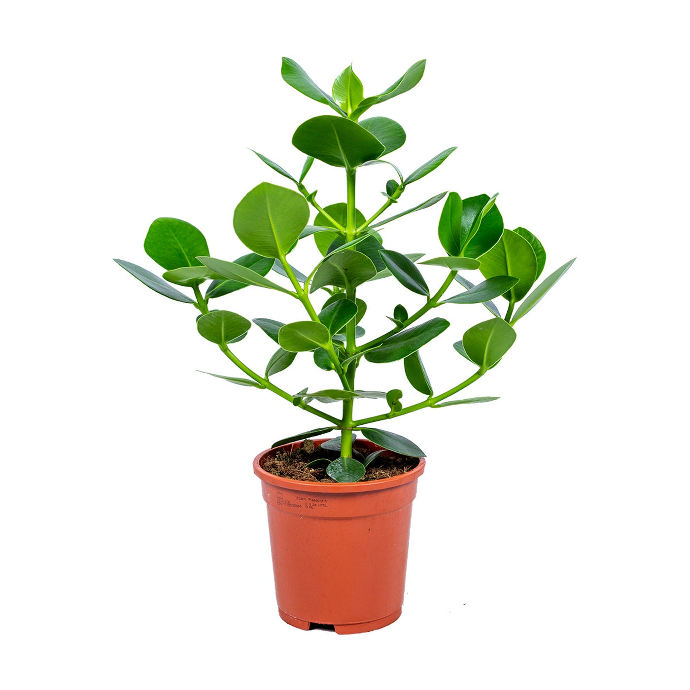 Clusia Rosea Princess – Planta de interior