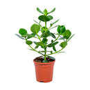 Clusia Rosea Princess – Plante d'Intérieur