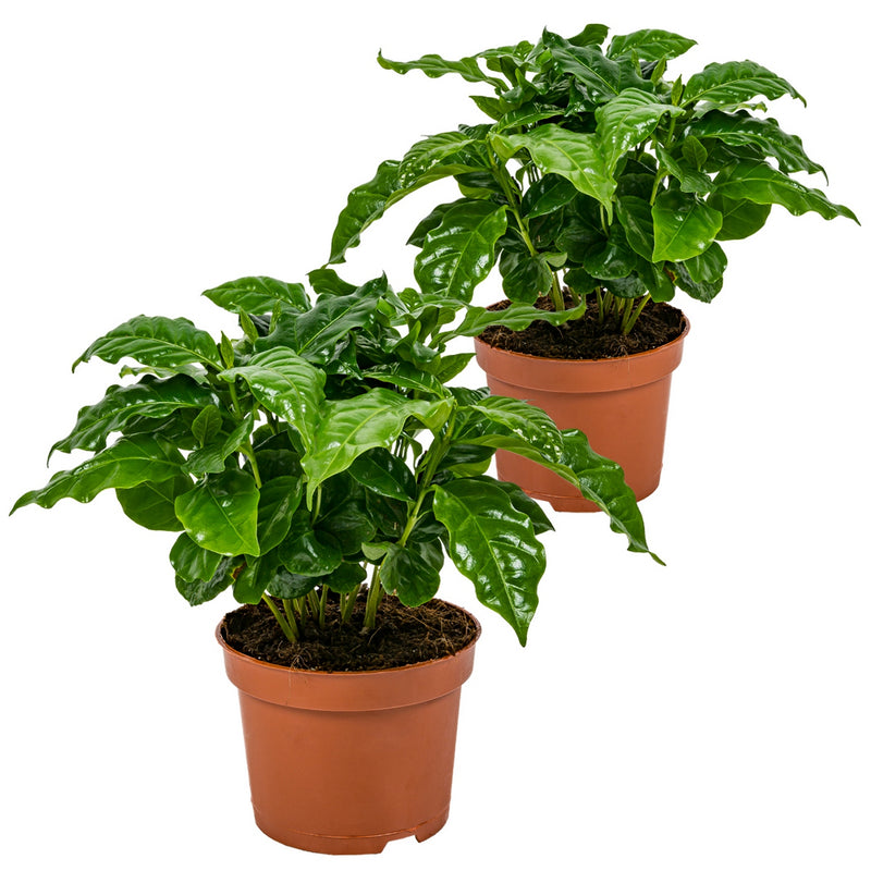 Lot de 2 Caféiers Arabica – Plante d'Intérieur