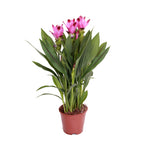 Cúrcuma siamés – Planta de interior