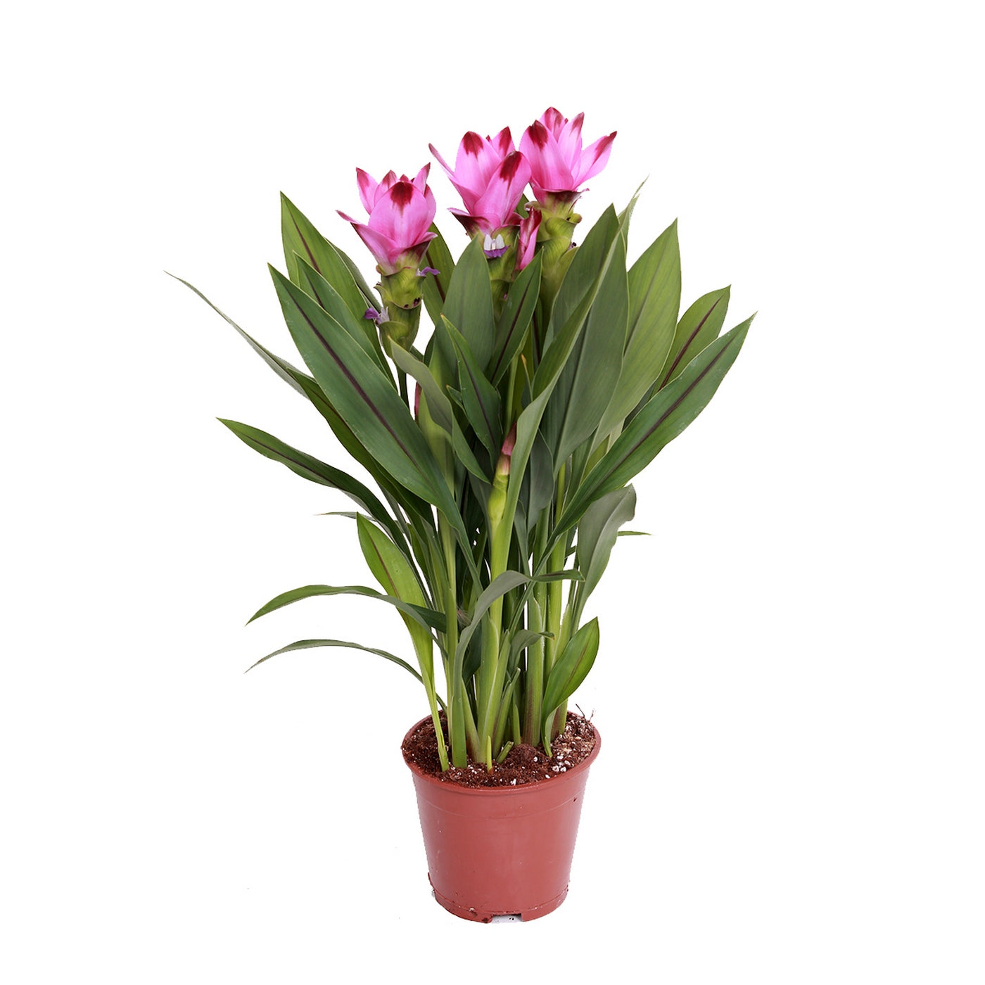 Cúrcuma siamés – Planta de interior