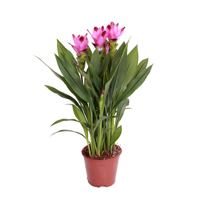 Curcuma Siam – Plante d'Intérieur