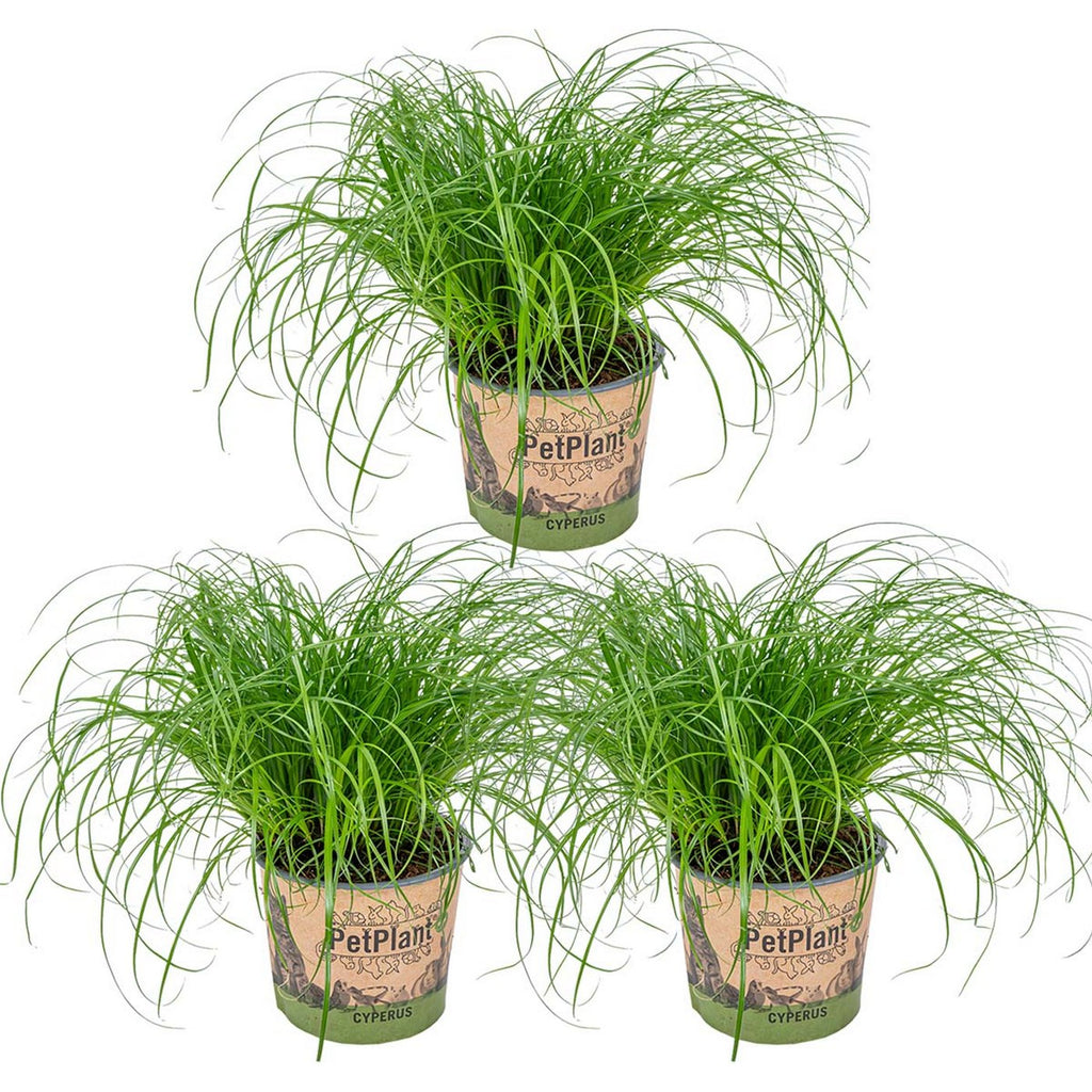 Lote de 3 Cyperus Zumula, hierba para gatos – Planta de interior