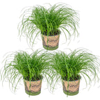 Lote de 3 Cyperus Zumula, hierba para gatos – Planta de interior