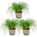 Lot de 3 Cyperus Zumula Herbe à Chat – Plante d'Intérieur