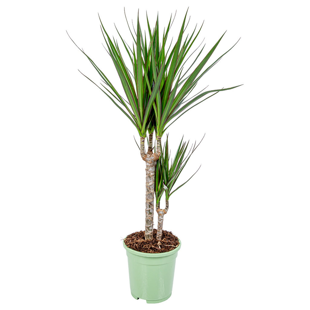 Dracaena Marginata – Plante D'Intérieur