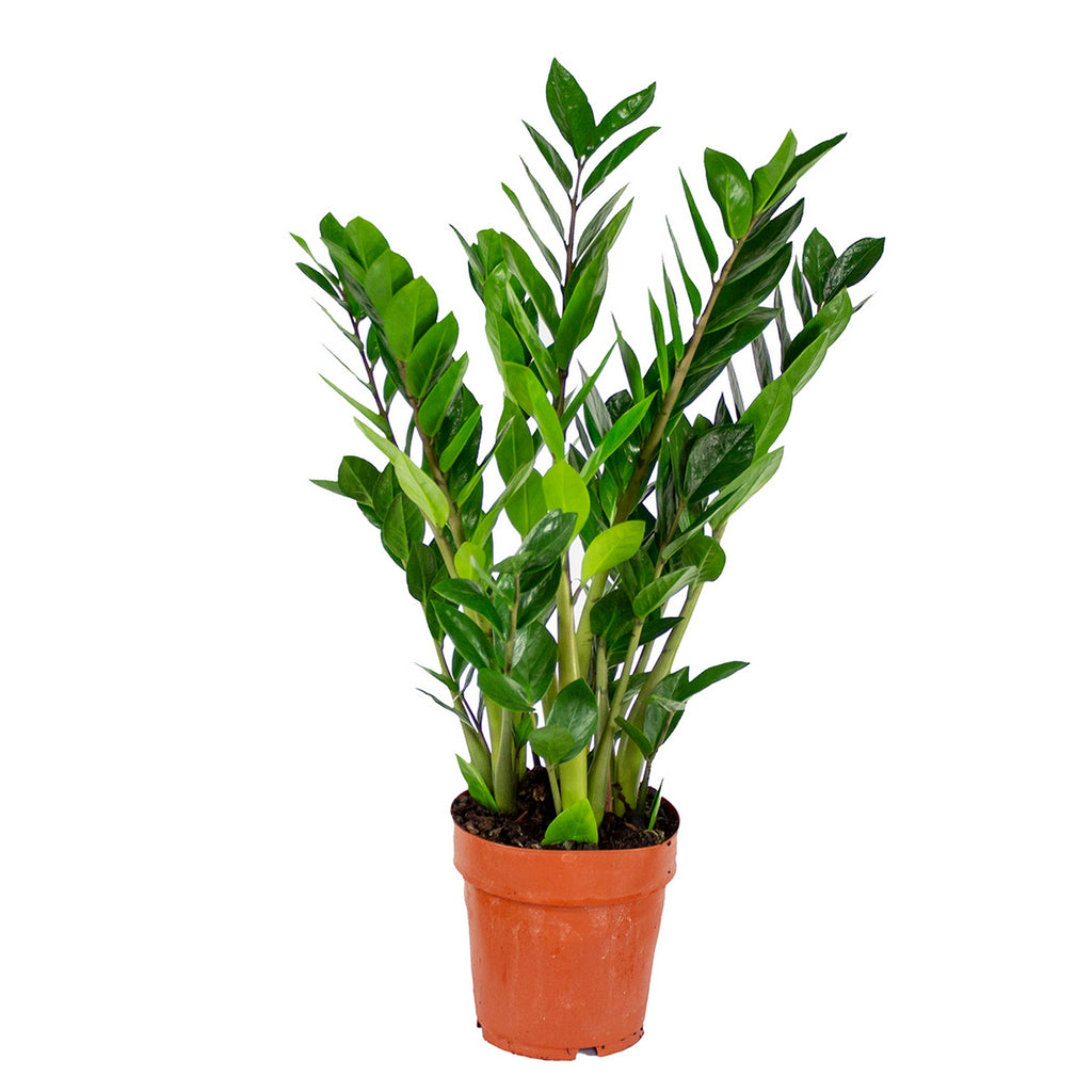 ZZ Plant – Indoor Plant