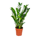 Zamioculcas ZZ – Plante d'Intérieur