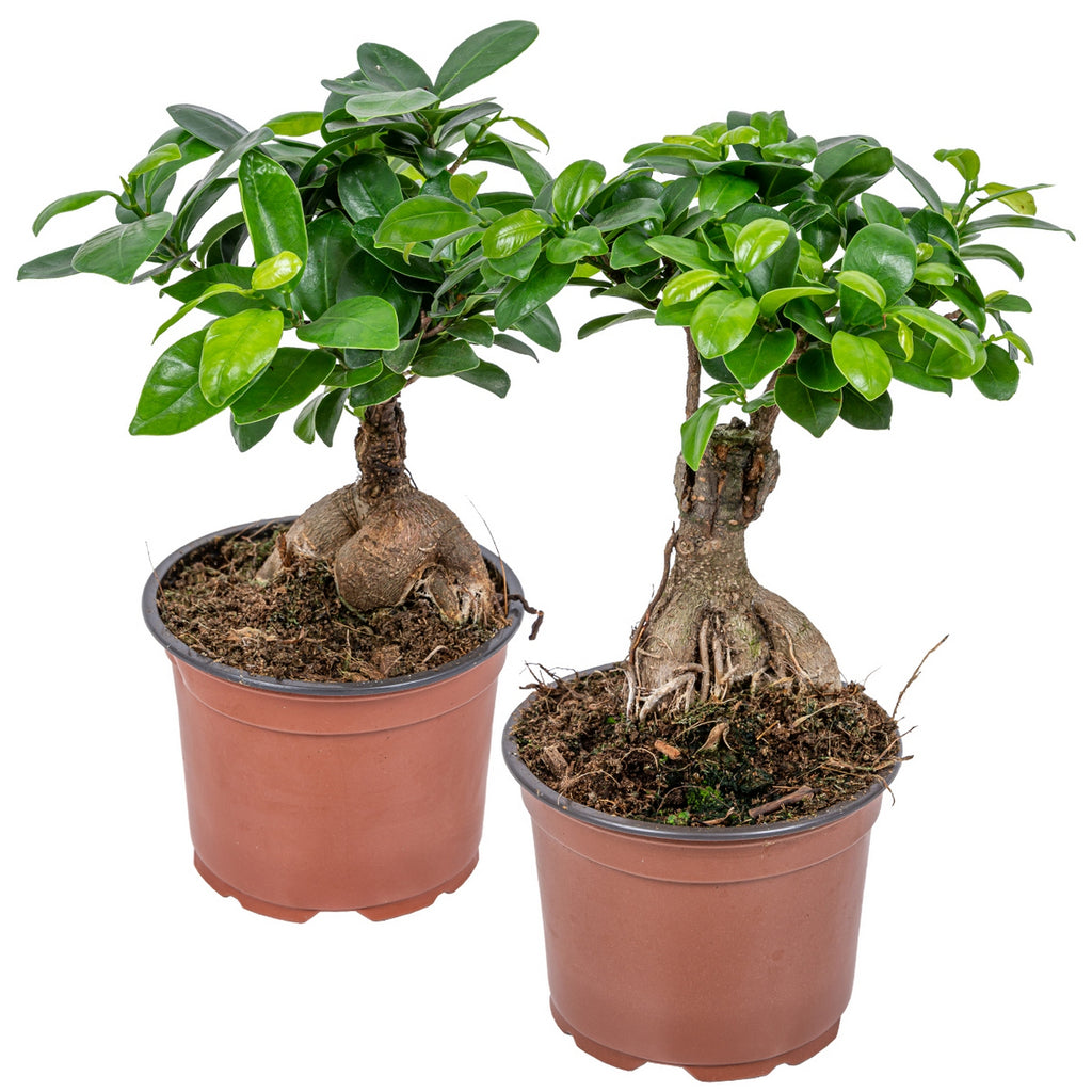 Lot De 2 Ficus Ginseng – Plante D'Intérieur