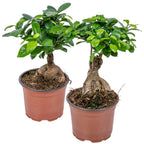 Lot De 2 Ficus Ginseng – Plante D'Intérieur